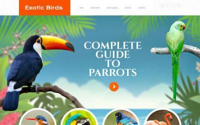 Шаблон  шаблон сайта Birds  